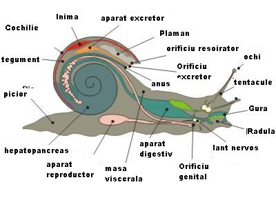 anatomia melcului